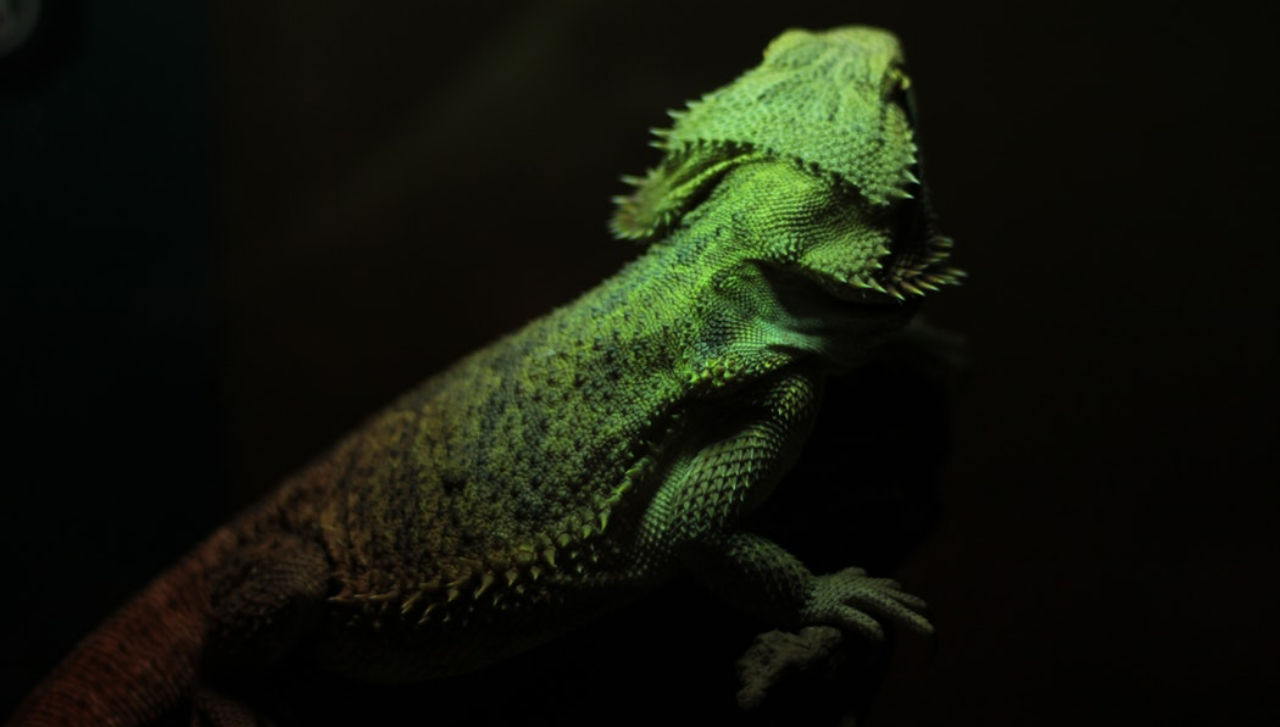 foto de iguana